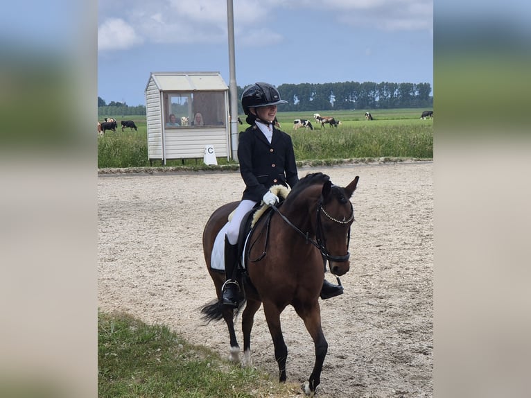 Welsh-B Stute 15 Jahre 126 cm Brauner in Leiderdorp