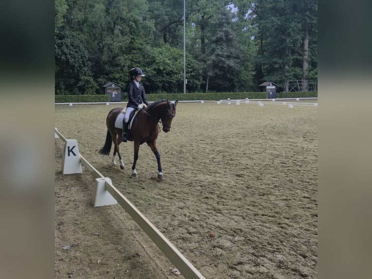 Welsh-B Stute 15 Jahre 126 cm Brauner in Leiderdorp