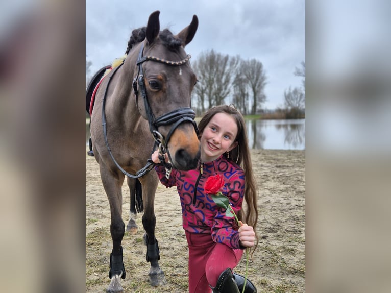 Welsh-B Stute 15 Jahre 126 cm Brauner in Leiderdorp