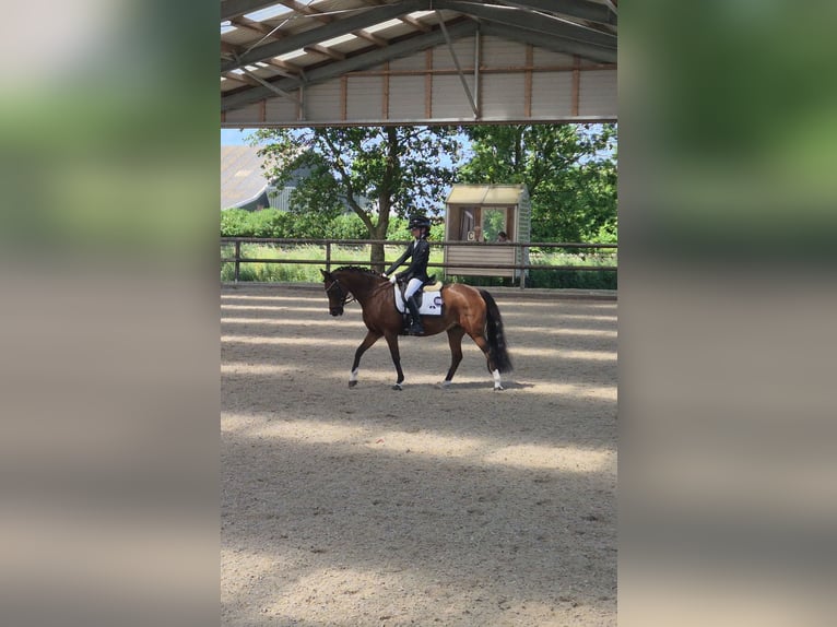 Welsh-B Stute 15 Jahre 126 cm Brauner in Leiderdorp