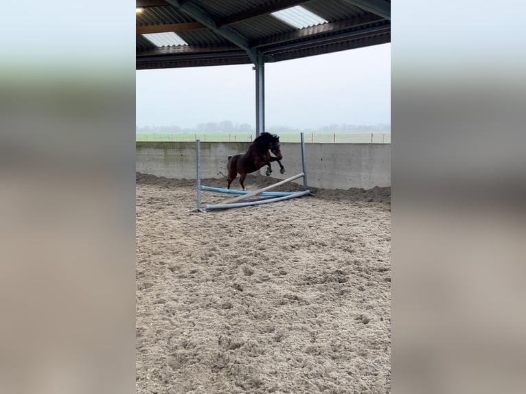 Welsh-B Stute 15 Jahre 126 cm Brauner in Leiderdorp