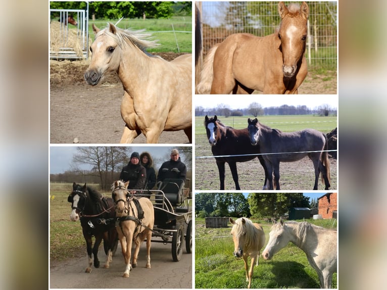 Welsh-B Stute 15 Jahre 129 cm Schimmel in Muchow