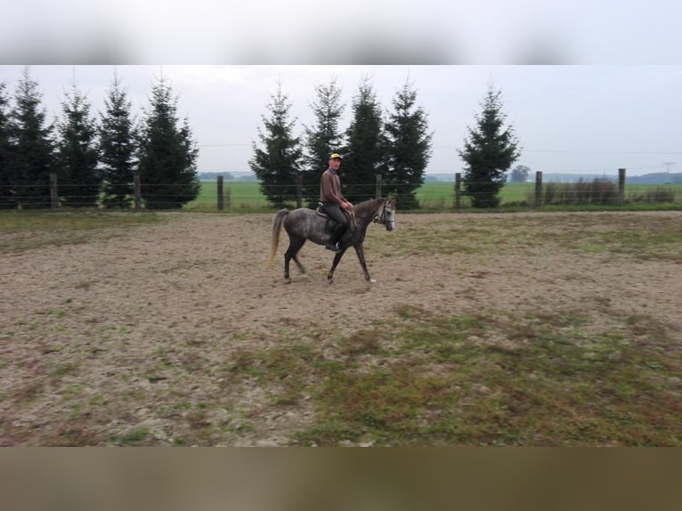 Welsh-B Stute 15 Jahre 129 cm Schimmel in Muchow