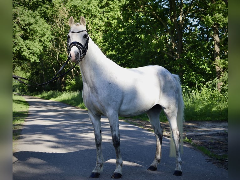 Welsh-B Stute 15 Jahre 129 cm Schimmel in Muchow