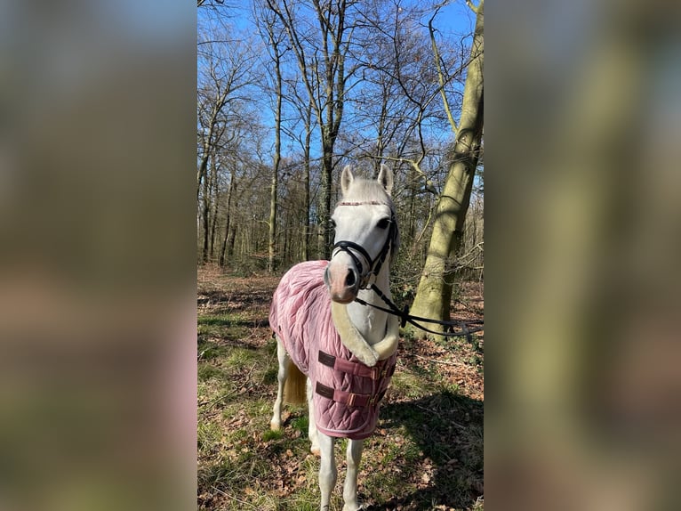 Welsh-B Stute 15 Jahre 130 cm Schimmel in Landau