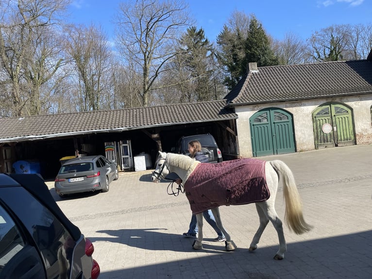 Welsh-B Stute 15 Jahre 130 cm Schimmel in Landau