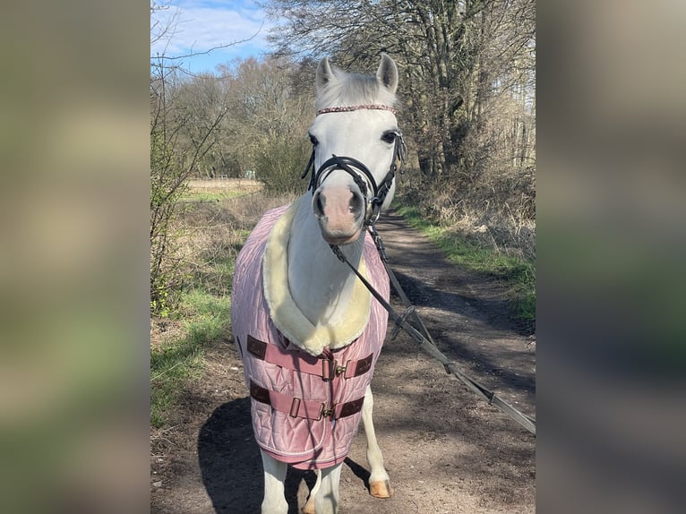 Welsh-B Stute 15 Jahre 130 cm Schimmel in Landau