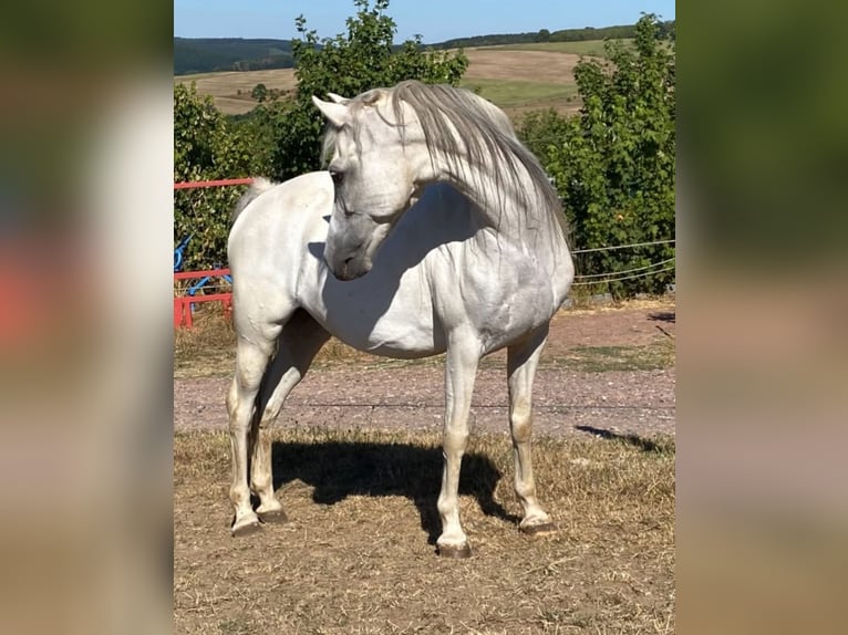 Welsh-B Mix Stute 15 Jahre 133 cm Schimmel in Zerf