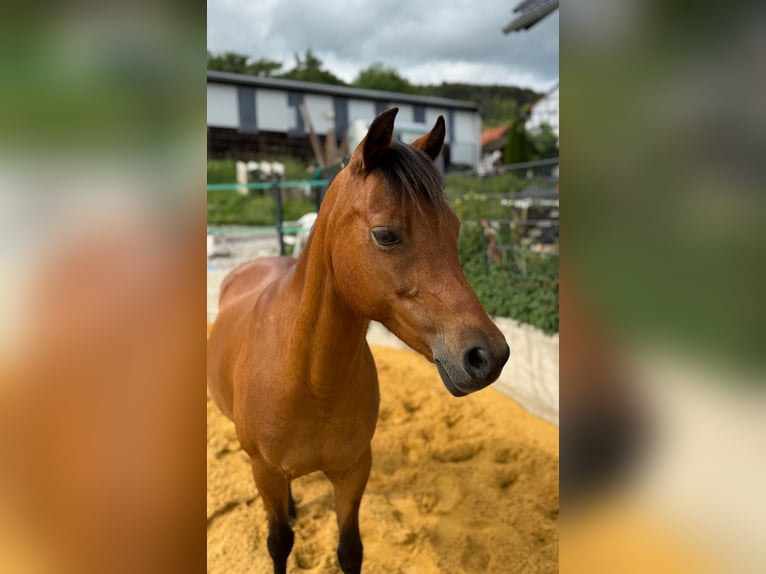 Welsh-B Stute 15 Jahre 134 cm Brauner in Uhlst&#xE4;dt-Kirchhasel