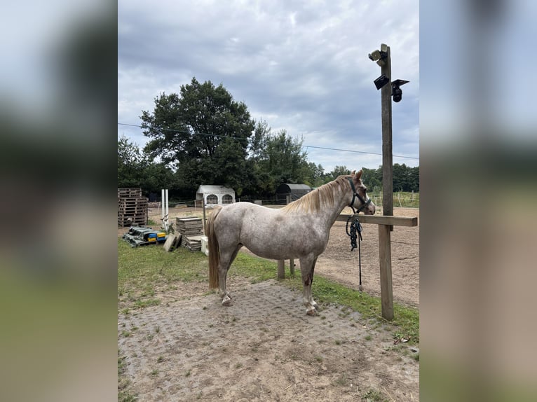 Welsh-B Stute 15 Jahre 134 cm  in Harmstorf