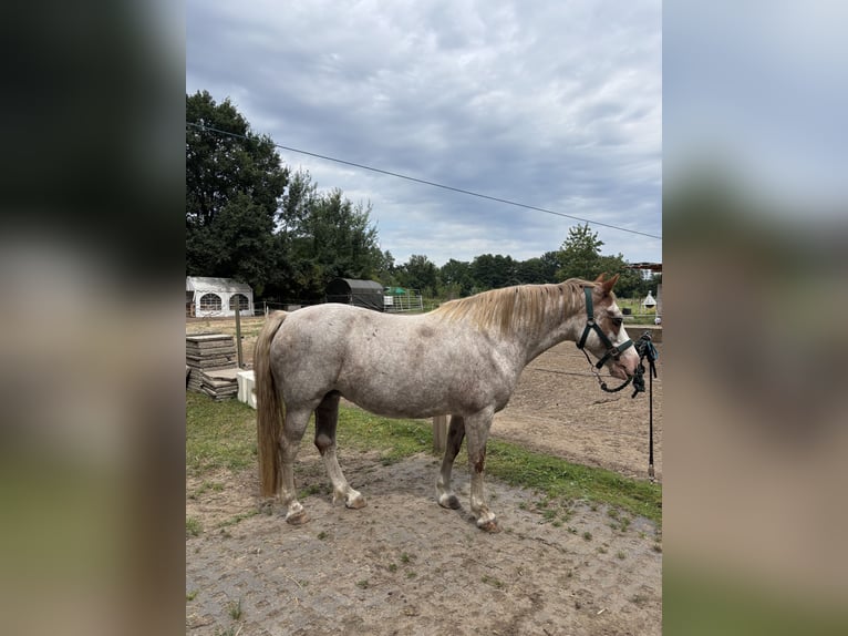 Welsh-B Stute 15 Jahre 134 cm  in Harmstorf