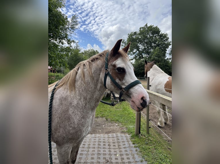 Welsh-B Stute 15 Jahre 134 cm  in Harmstorf