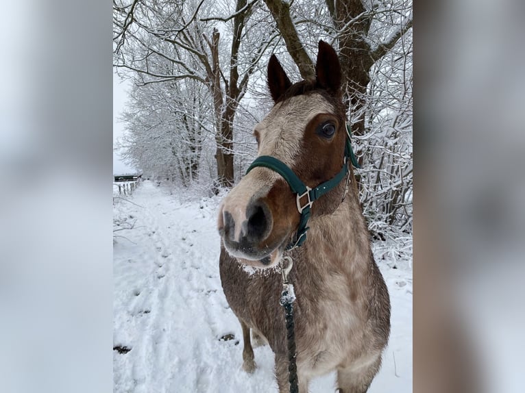 Welsh-B Stute 15 Jahre 134 cm  in Harmstorf