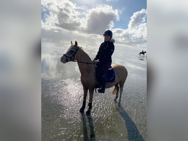 Welsh-B Stute 15 Jahre 134 cm Palomino in Haldensleben
