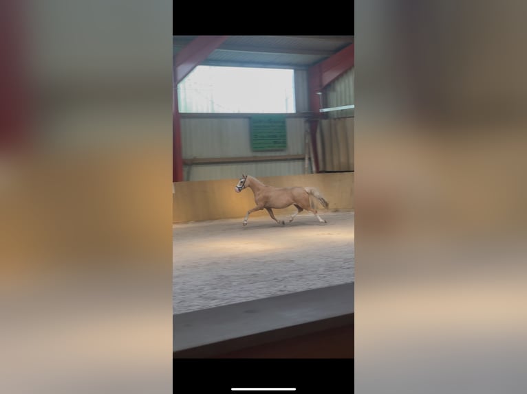 Welsh-B Stute 15 Jahre 134 cm Palomino in Haldensleben