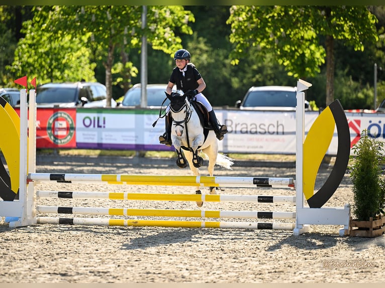Welsh-B Stute 15 Jahre 135 cm Schimmel in HoldorfHoldorf