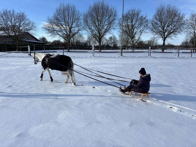 Welsh-B Stute 15 Jahre 135 cm Schimmel in HoldorfHoldorf