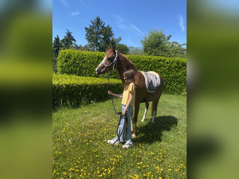 Welsh-B Stute 15 Jahre 136 cm Fuchs in Moers