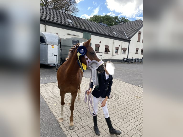 Welsh-B Stute 15 Jahre 136 cm Fuchs in Moers