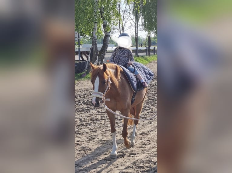 Welsh-B Stute 15 Jahre 136 cm Fuchs in Moers