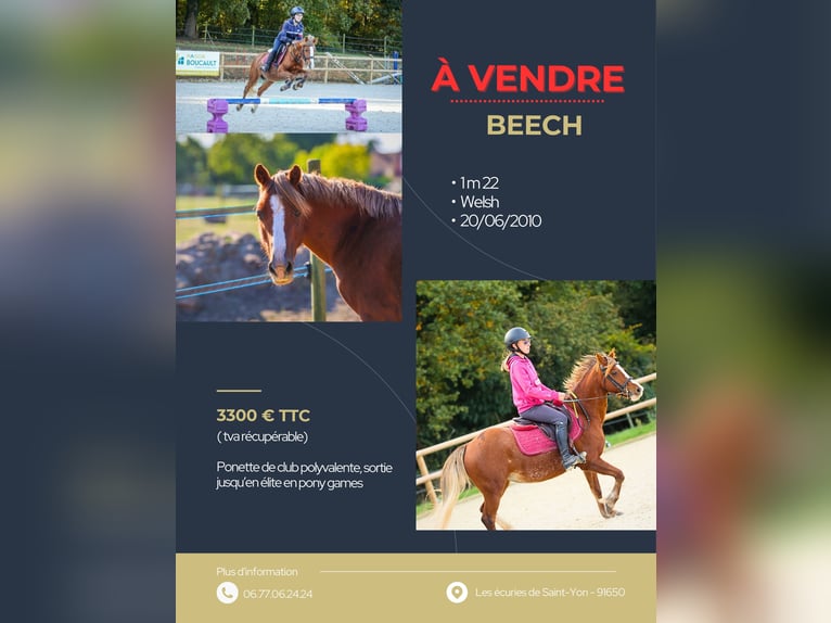Welsh-B Stute 16 Jahre 122 cm Fuchs in Breux-Jouy