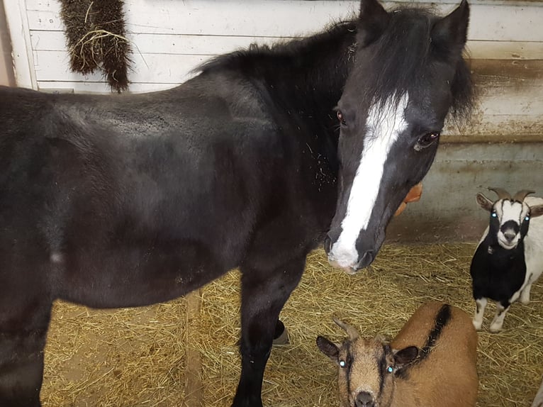 Welsh-B Stute 16 Jahre 124 cm Schimmel in Waldkirch