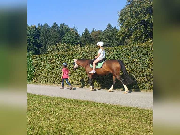 Welsh-B Stute 16 Jahre 125 cm Brauner in St. Martin- Karlsbach
