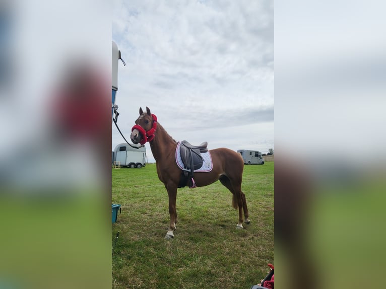 Welsh-B Stute 16 Jahre 125 cm Fuchs in Neschwitz