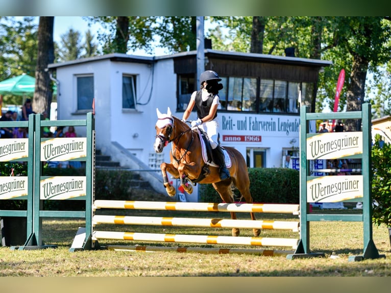 Welsh-B Stute 16 Jahre 125 cm Fuchs in Neschwitz