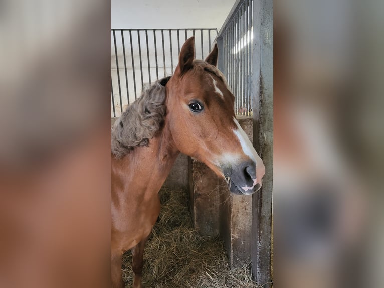 Welsh-B Stute 16 Jahre 125 cm Fuchs in Neschwitz