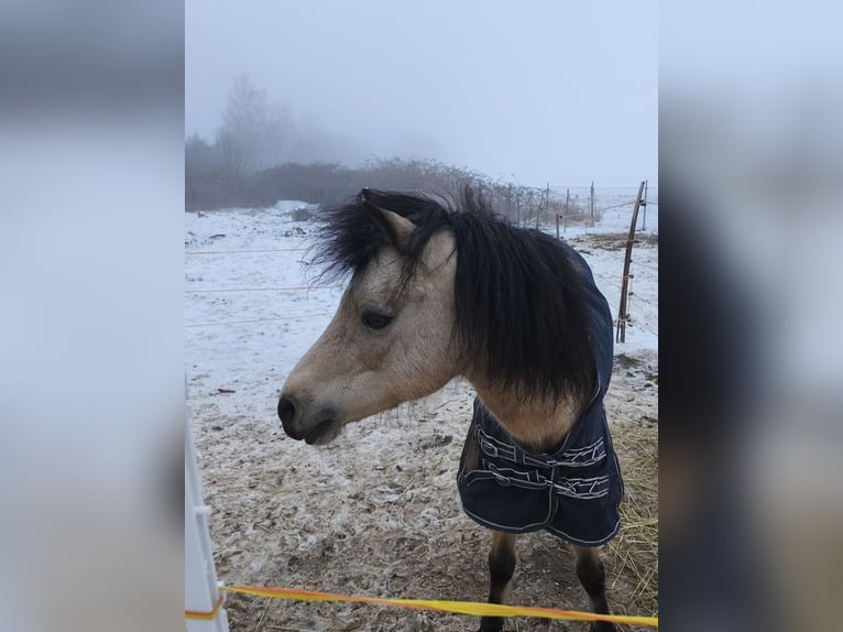 Welsh-B Stute 16 Jahre 126 cm Falbe in Bad Harzburg