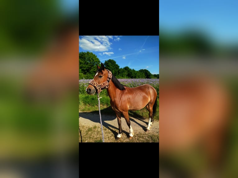 Welsh-B Stute 16 Jahre 128 cm Brauner in Rheurdt