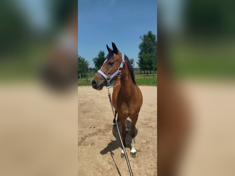Welsh-B Stute 16 Jahre 128 cm Brauner in Rheurdt