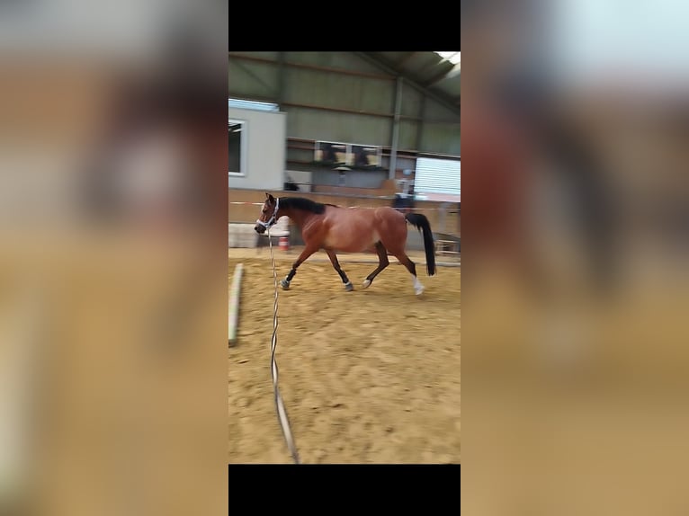 Welsh-B Stute 16 Jahre 128 cm Brauner in Rheurdt