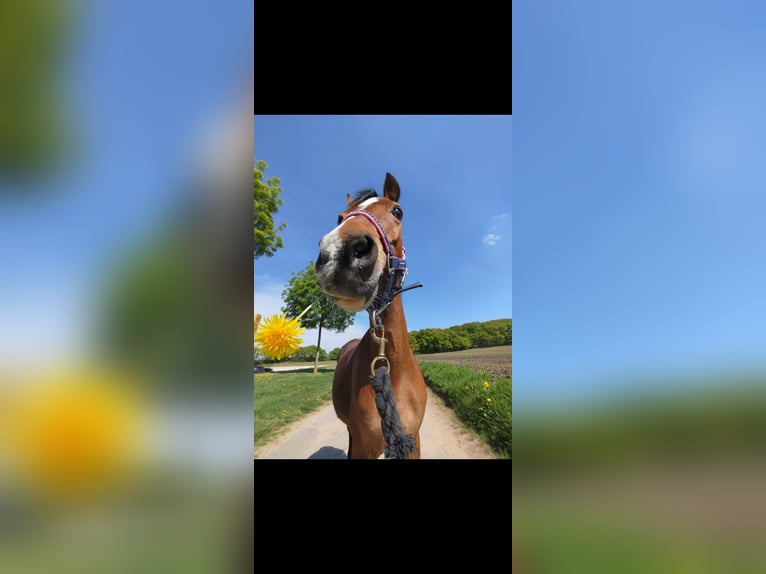 Welsh-B Stute 16 Jahre 128 cm Brauner in Rheurdt