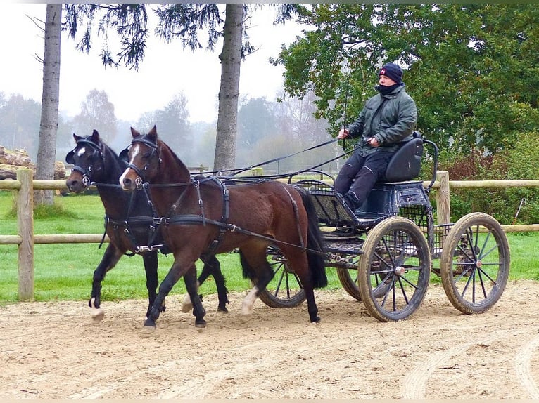 Welsh-B Stute 16 Jahre 130 cm Brauner in Halle