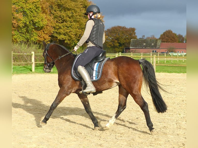 Welsh-B Stute 16 Jahre 130 cm Brauner in Halle