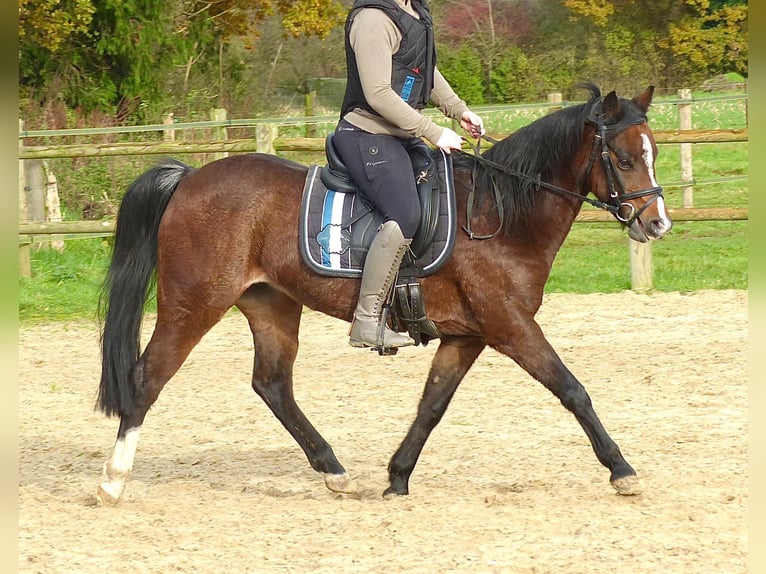 Welsh-B Stute 16 Jahre 130 cm Brauner in Halle