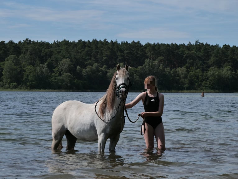 Welsh-B Stute 16 Jahre 133 cm Schimmel in Rheinsberg
