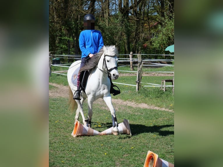 Welsh-B Stute 16 Jahre 133 cm Schimmel in Rheinsberg