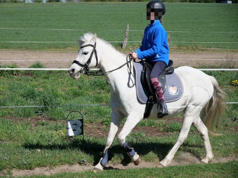Welsh-B Stute 16 Jahre 133 cm Schimmel in Rheinsberg