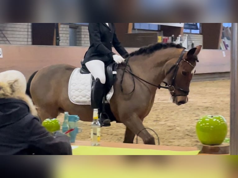 Welsh-B Stute 16 Jahre 136 cm Dunkelbrauner in Sundern