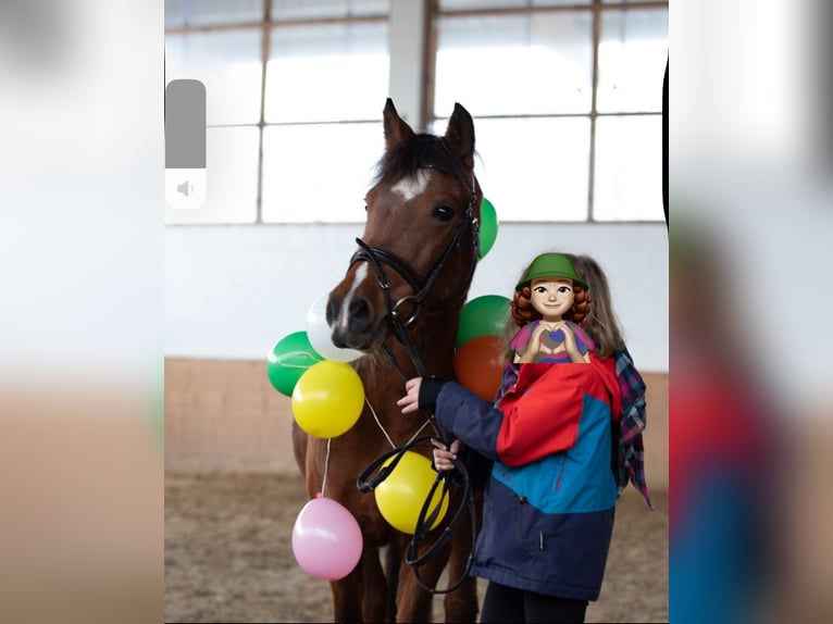 Welsh-B Stute 16 Jahre 136 cm Dunkelbrauner in Sundern