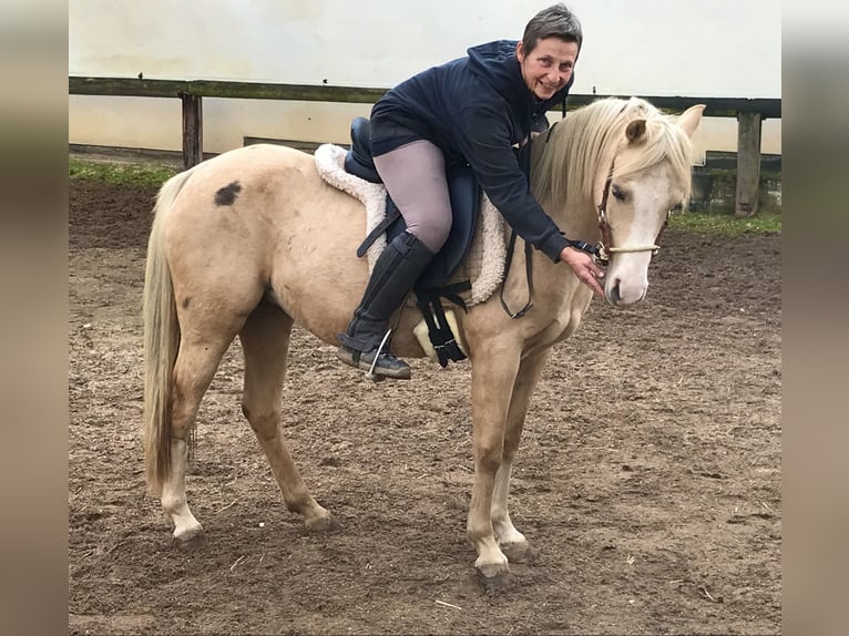 Welsh-B Stute 16 Jahre 136 cm Palomino in Münstermaifeld