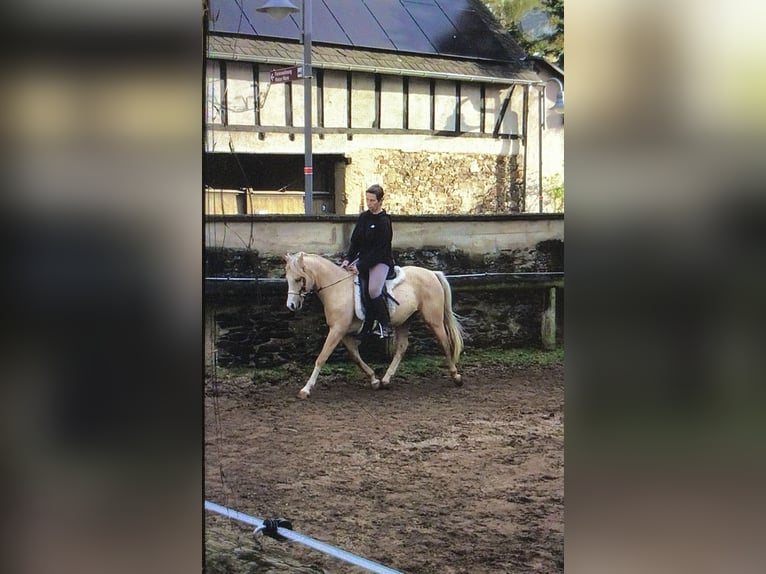 Welsh-B Stute 16 Jahre 136 cm Palomino in Münstermaifeld
