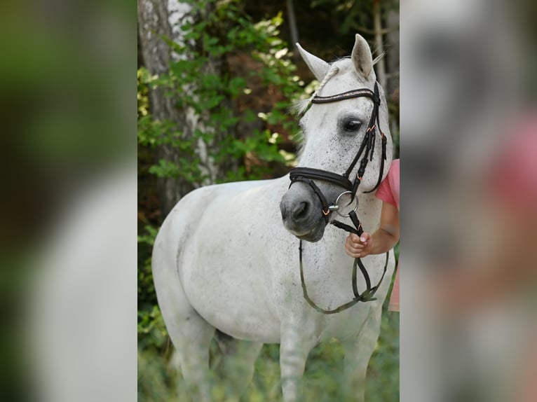 Welsh-B Stute 16 Jahre 137 cm Schimmel in Gschwend