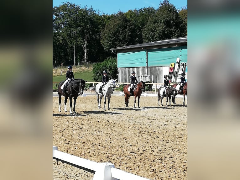 Welsh-B Stute 16 Jahre 138 cm Brauner in Leverkusen
