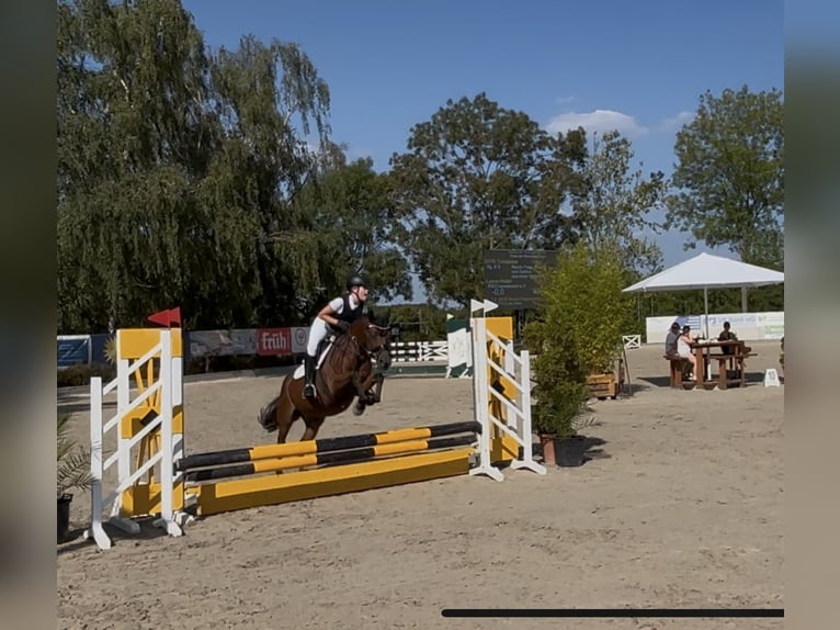 Welsh-B Stute 16 Jahre 138 cm Brauner in Leverkusen