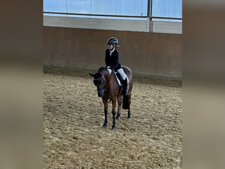 Welsh-B Stute 16 Jahre 138 cm Brauner in Leverkusen
