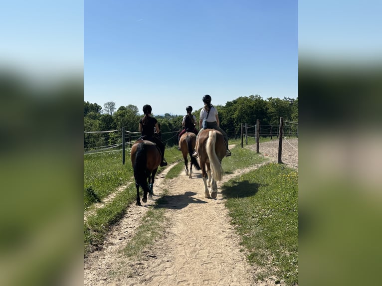 Welsh-B Stute 16 Jahre 138 cm Brauner in Leverkusen